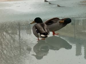 滞仏日記「挨拶のできない人間にはなるな、と僕は息子を叱った」