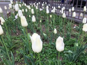 滞仏日記「親に会えない日にこそ親のありがたみを思う」