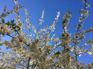 滞仏日記「4月4日のパリ桜、別れの物語」