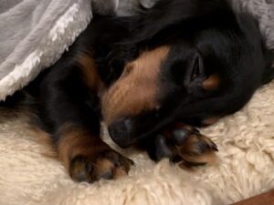 滞仏日記「ぼくと息子との関係をつないだ、子犬の三四郎。犬はかすがいだね」