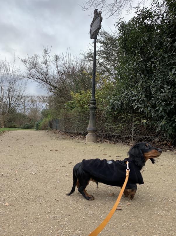 滞仏日記「子犬育ては最初が肝心、父ちゃん心を鬼にして鬼辻大魔神に大変身」