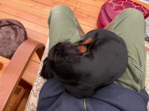 退屈日記「犬を飼いたい人への余計なお世話」