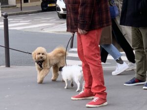 滞仏日記「三四郎が我が家にやってきて、ちょうど一か月。ぼくの生活が激変した」