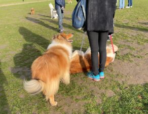 滞日日記「番犬デビューした三四郎。父ちゃんは歯のことが心配で引きこもり」