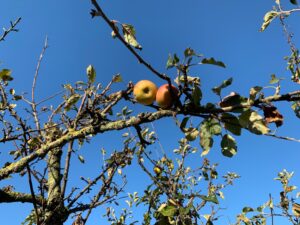 滞仏日記「ついに息子との仕事がはじまる。まず、とんかつの作り方を教えてやった」