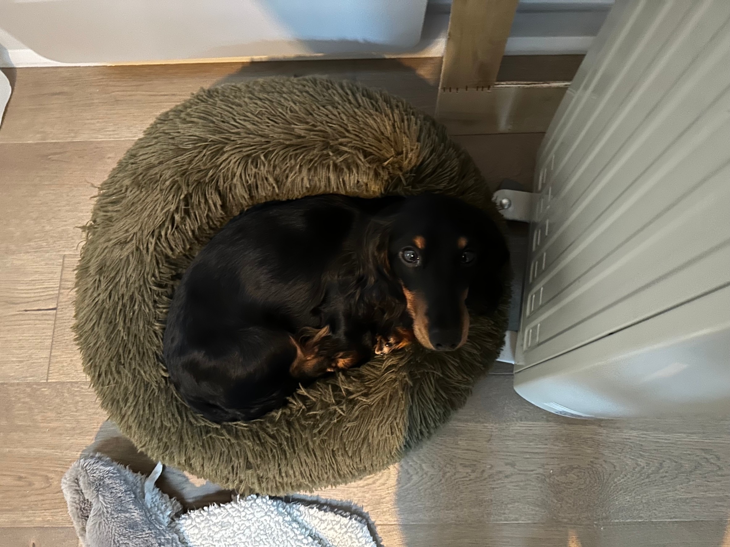 退屈日記「それでも犬を飼いたいあなたへのささやかなおせっかい」