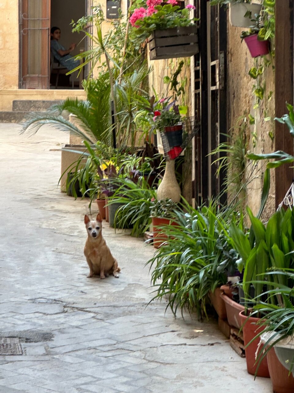 動物欧州横断日記「ついに、父ちゃんとさんちゃんはシチリア島に上陸したのだ！」