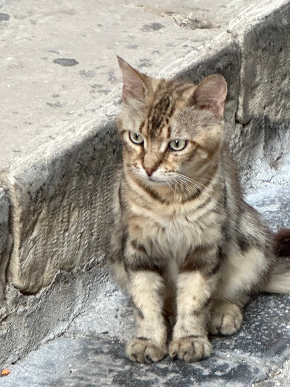 動物欧州横断日記「イタリアは三四郎の敵だらけ。サンシー、小道を歩きたがらない！」