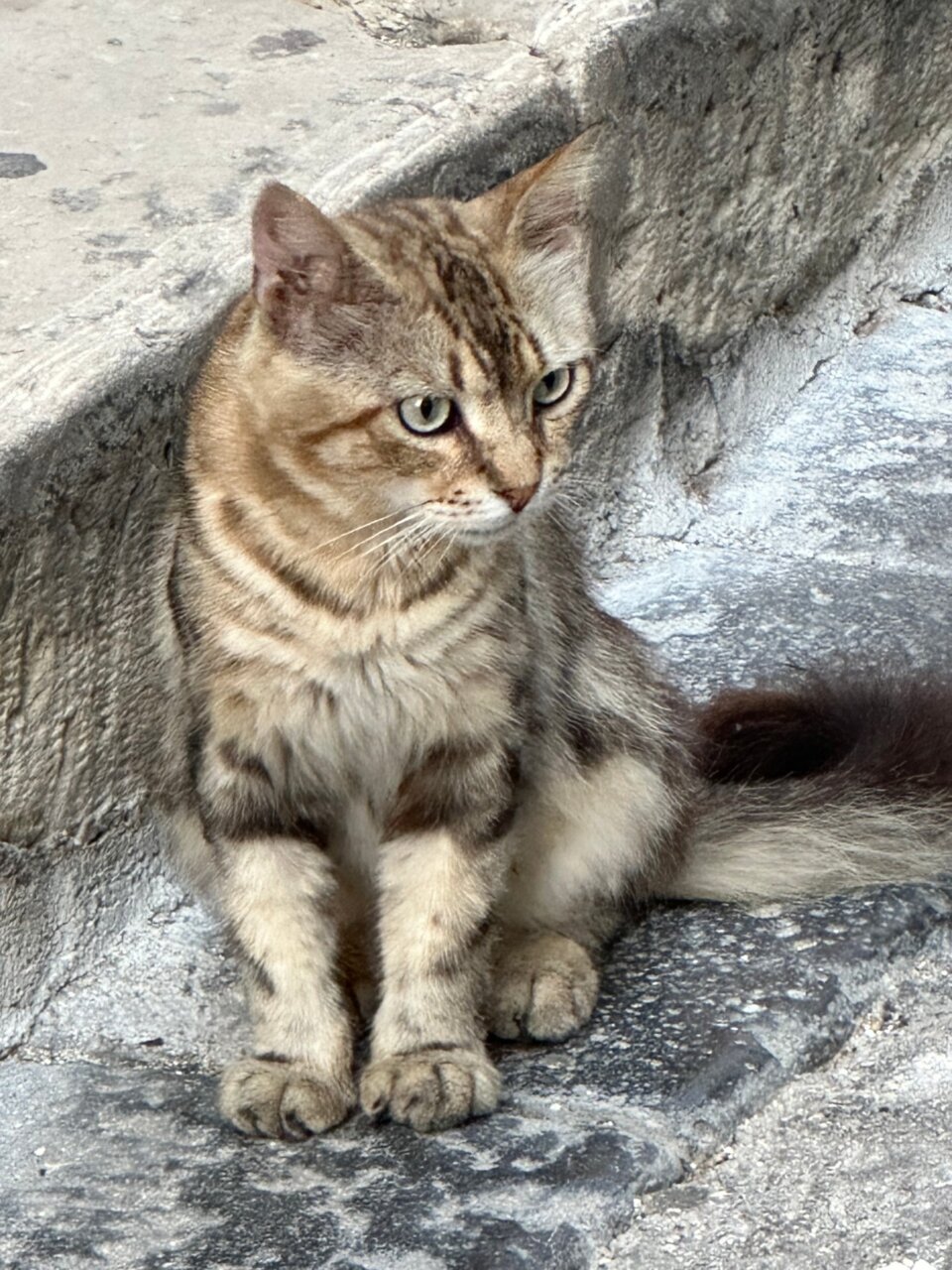 動物欧州横断日記「イタリアは三四郎の敵だらけ。サンシー、小道を歩きたがらない！」