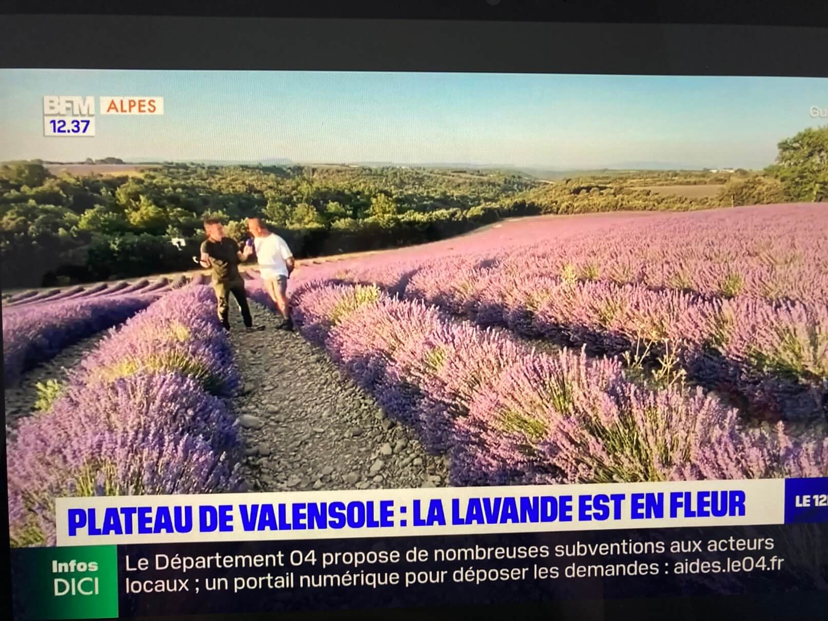 パリ最新情報「南仏ヴァレンソール高原のラベンダー、今が満開に