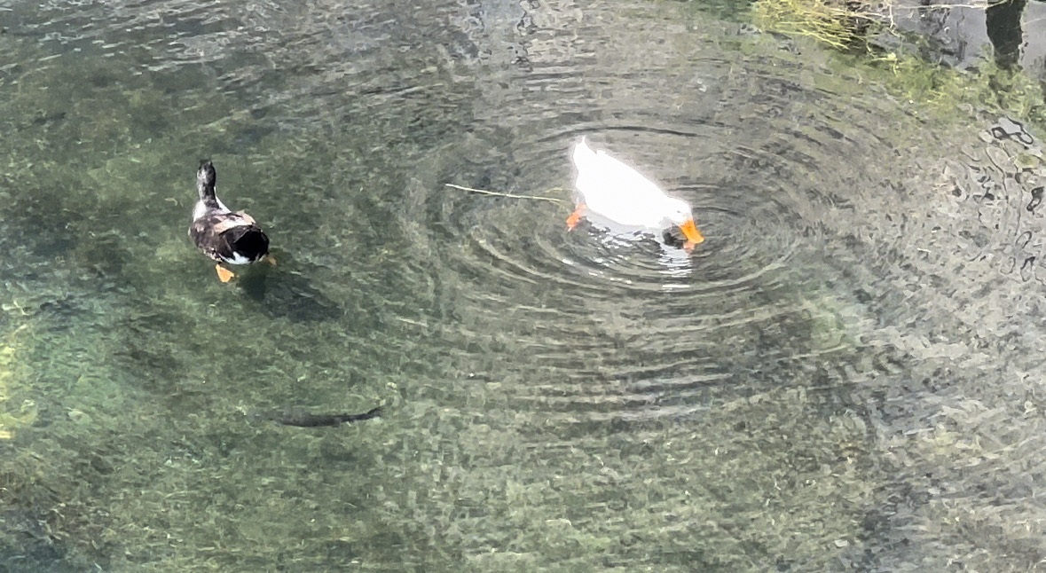 動物欧州横断日記「シチリアのパワースポットで邪気を払ってからの遺跡巡り」