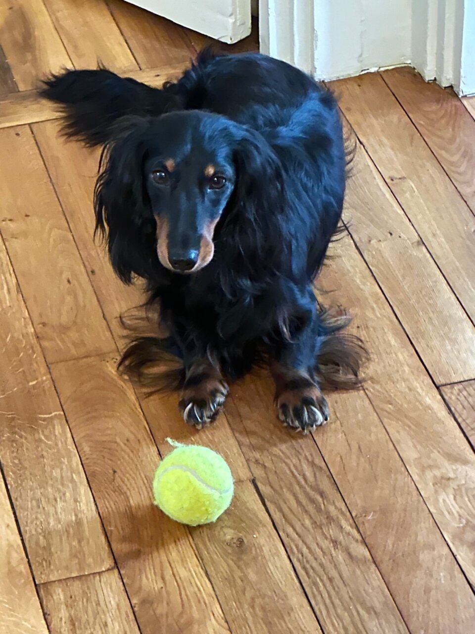 滞仏日記「育犬ノイローゼ気味の父ちゃん。犬に支配された日々をどう思います？」