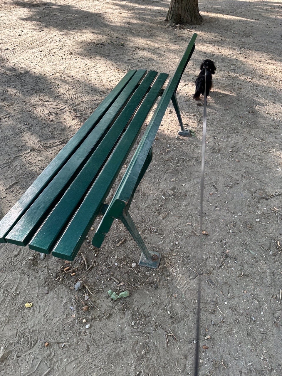 滞仏日記「育犬ノイローゼ気味の父ちゃん。犬に支配された日々をどう思います？」