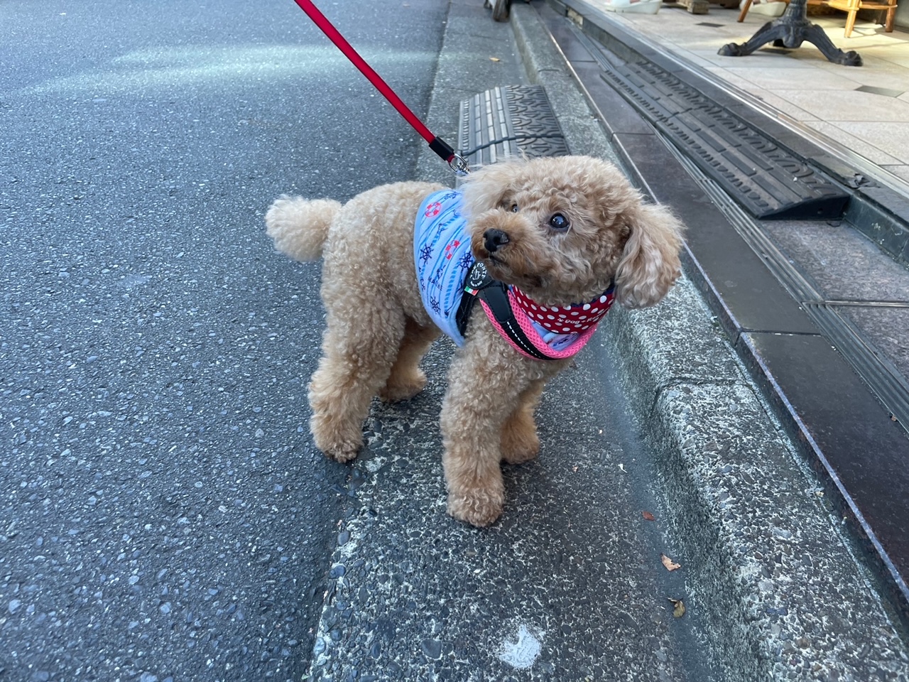 滞日日記「世界の街角から、父ちゃんが、皆さんの携帯にどんどん出現するという怪！」