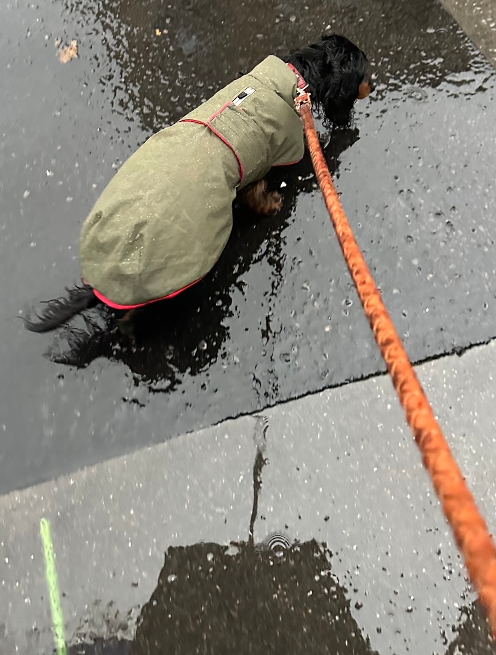 退屈日記「忠犬とパリの怪人、冬のノートルダム寺院からサンルイ島まで散策する」