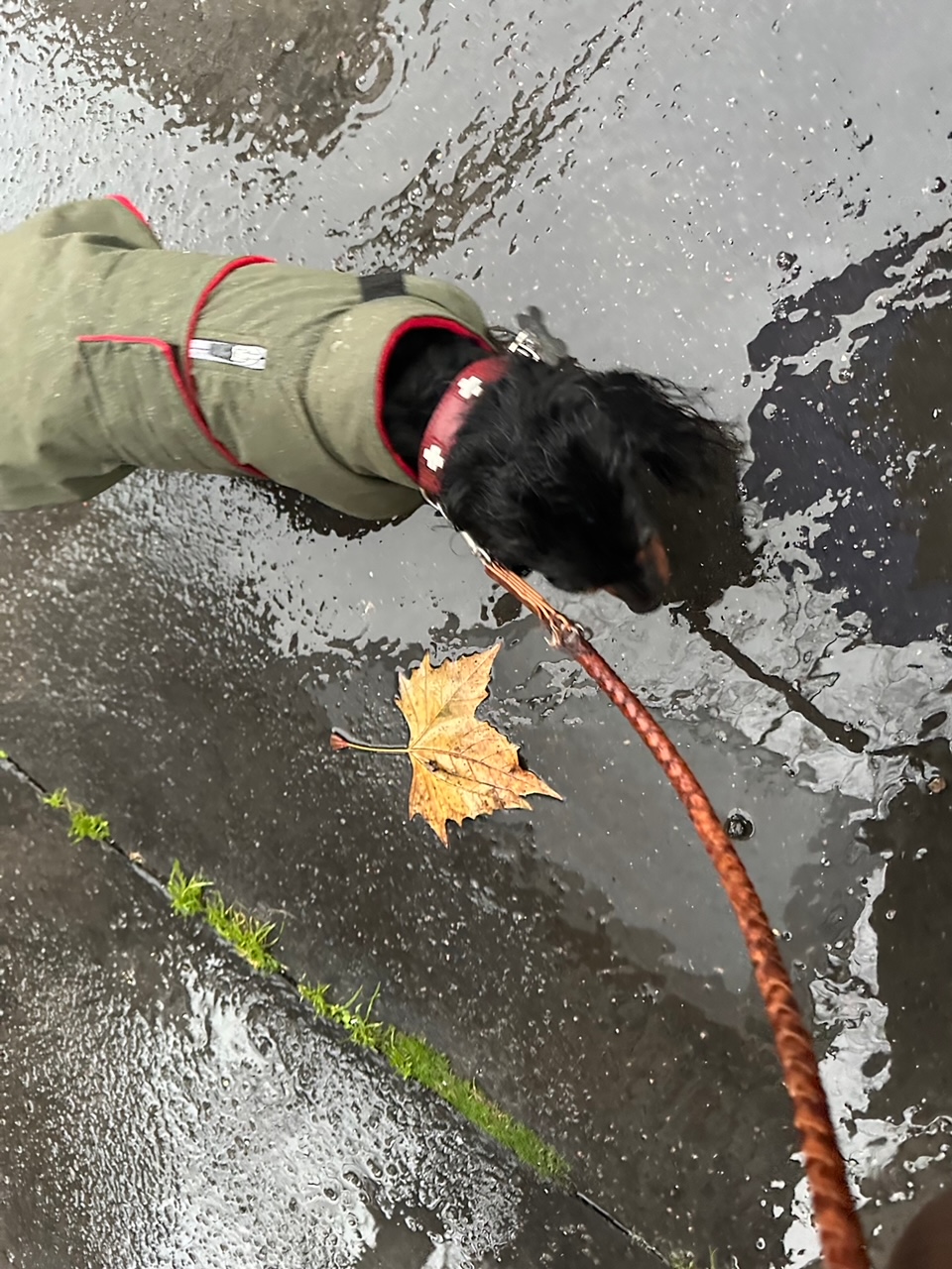 退屈日記「忠犬とパリの怪人、冬のノートルダム寺院からサンルイ島まで散策する」