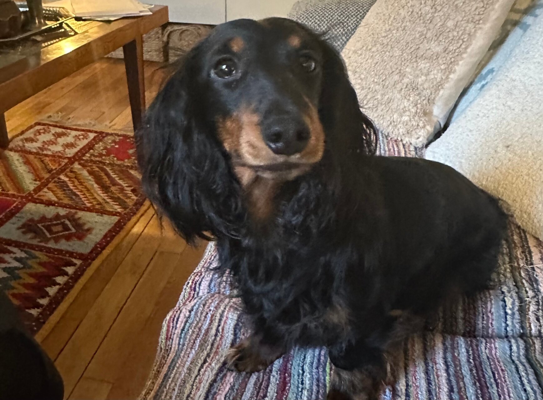 滞仏日記「犬の世話だけで一日がたんたんと過ぎていく。それが幸せだと思う」