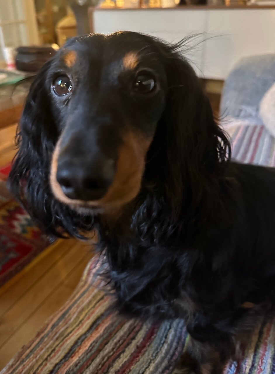 滞仏日記「犬の世話だけで一日がたんたんと過ぎていく。それが幸せだと思う」