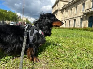 滞仏日記「パパがどんなにスーパー悪ガキだったか、子供の日に、思い出すの巻」