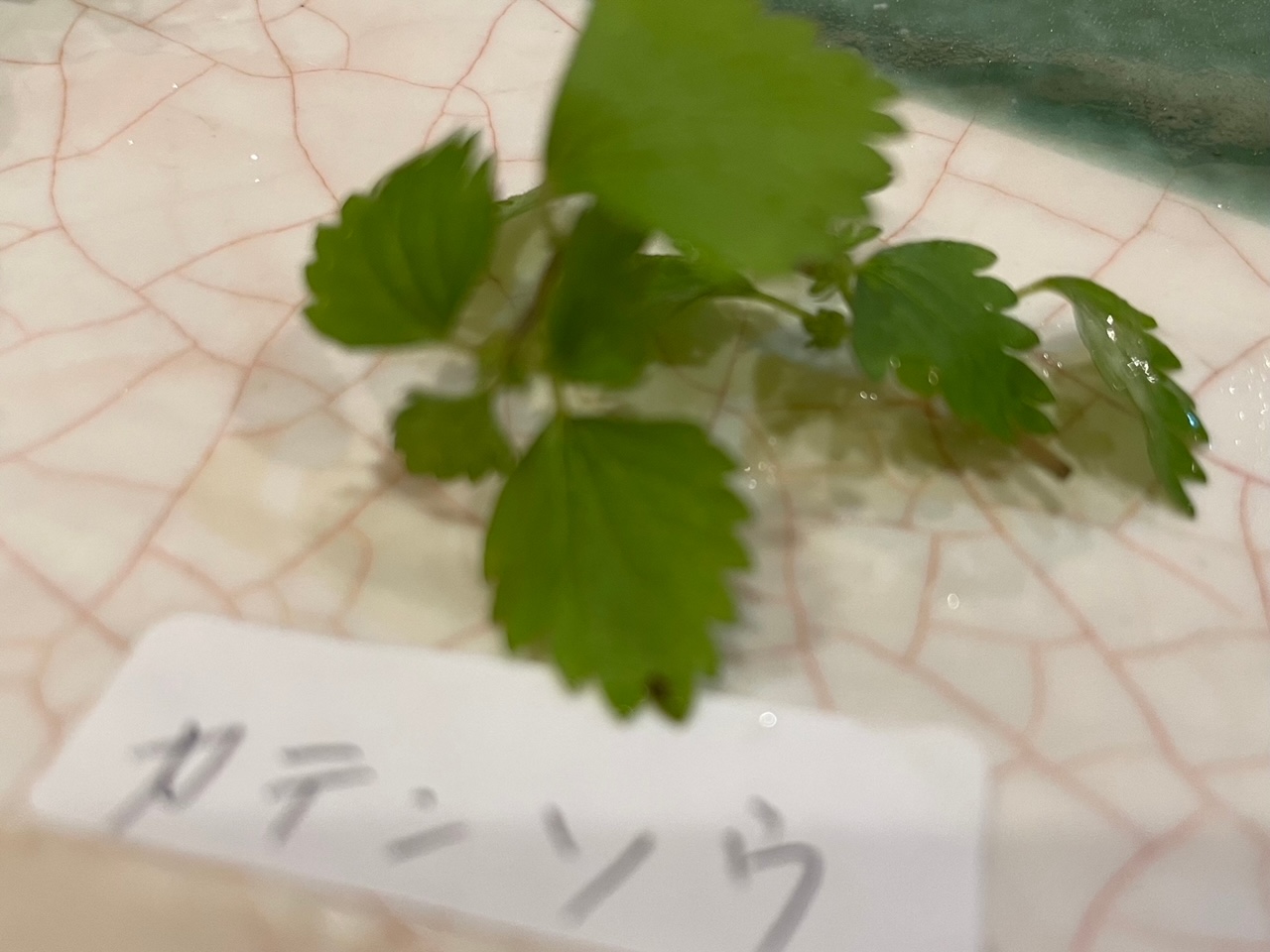 滞日日記「京都で国際野草の会に出席し、左京区に自生する野草に感動」