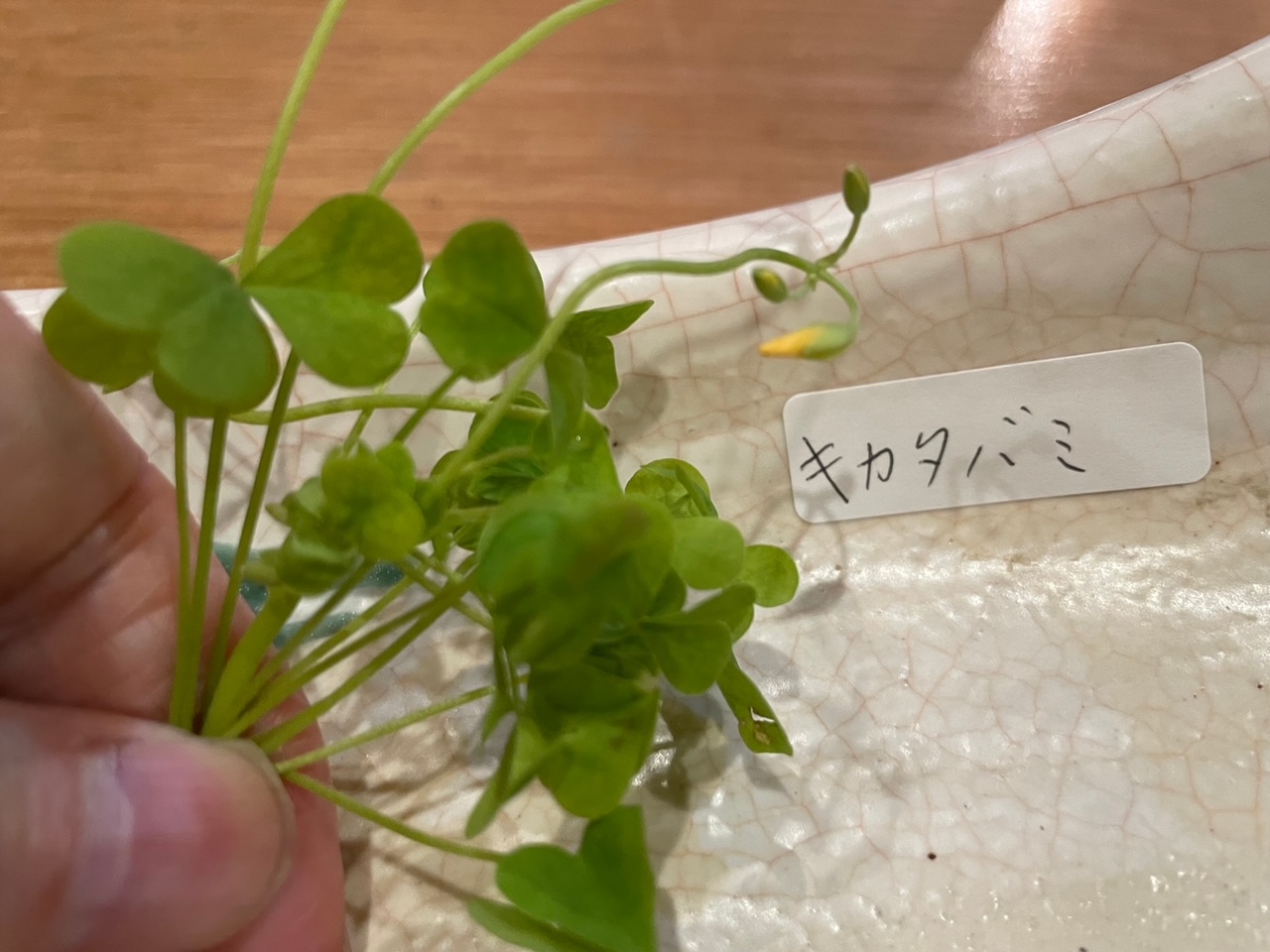 滞日日記「京都で国際野草の会に出席し、左京区に自生する野草に感動」
