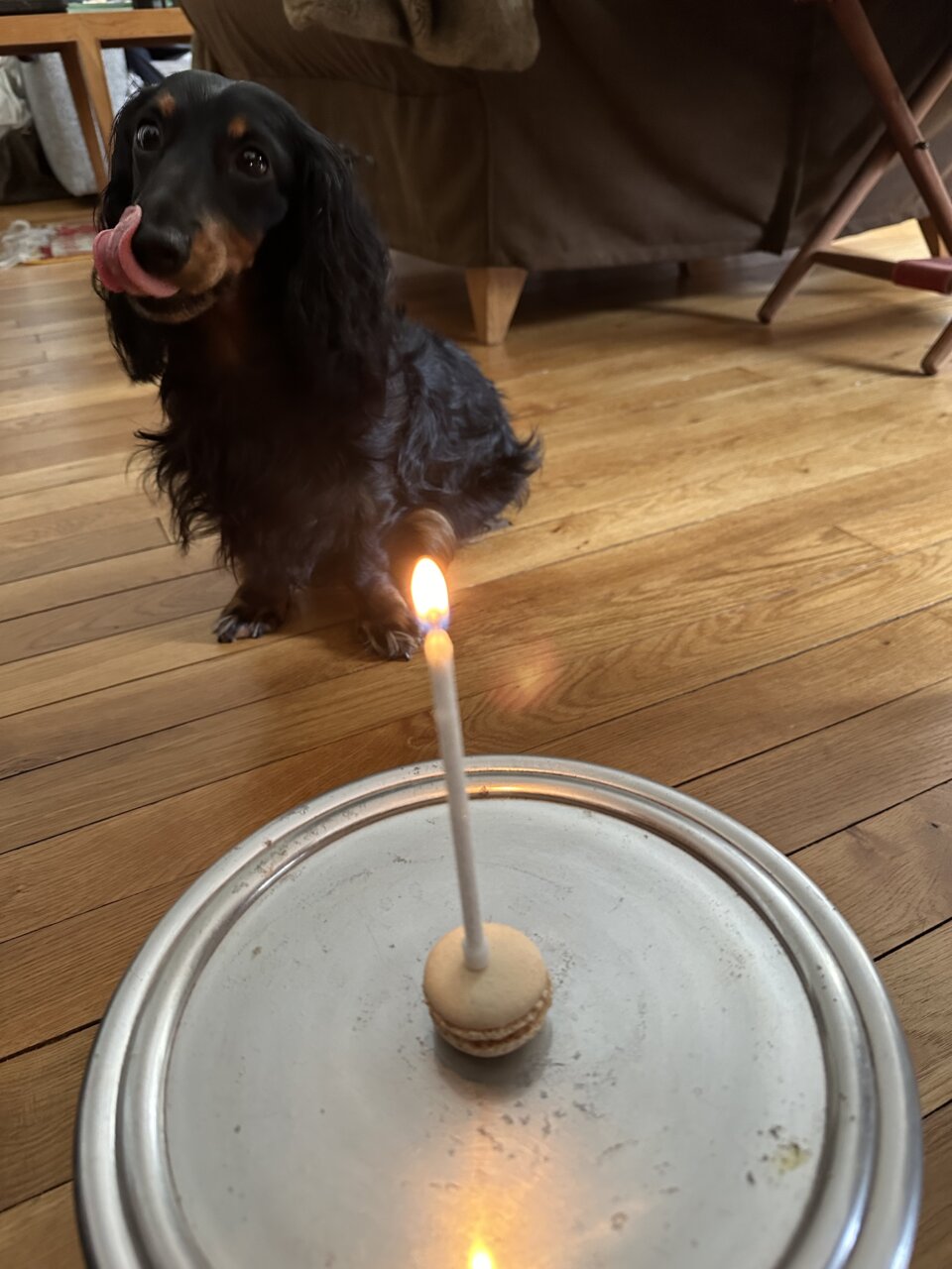 フラ飯日記「お誕生日、おめでとう！　三四郎の３歳の誕生日をみんなで祝う」