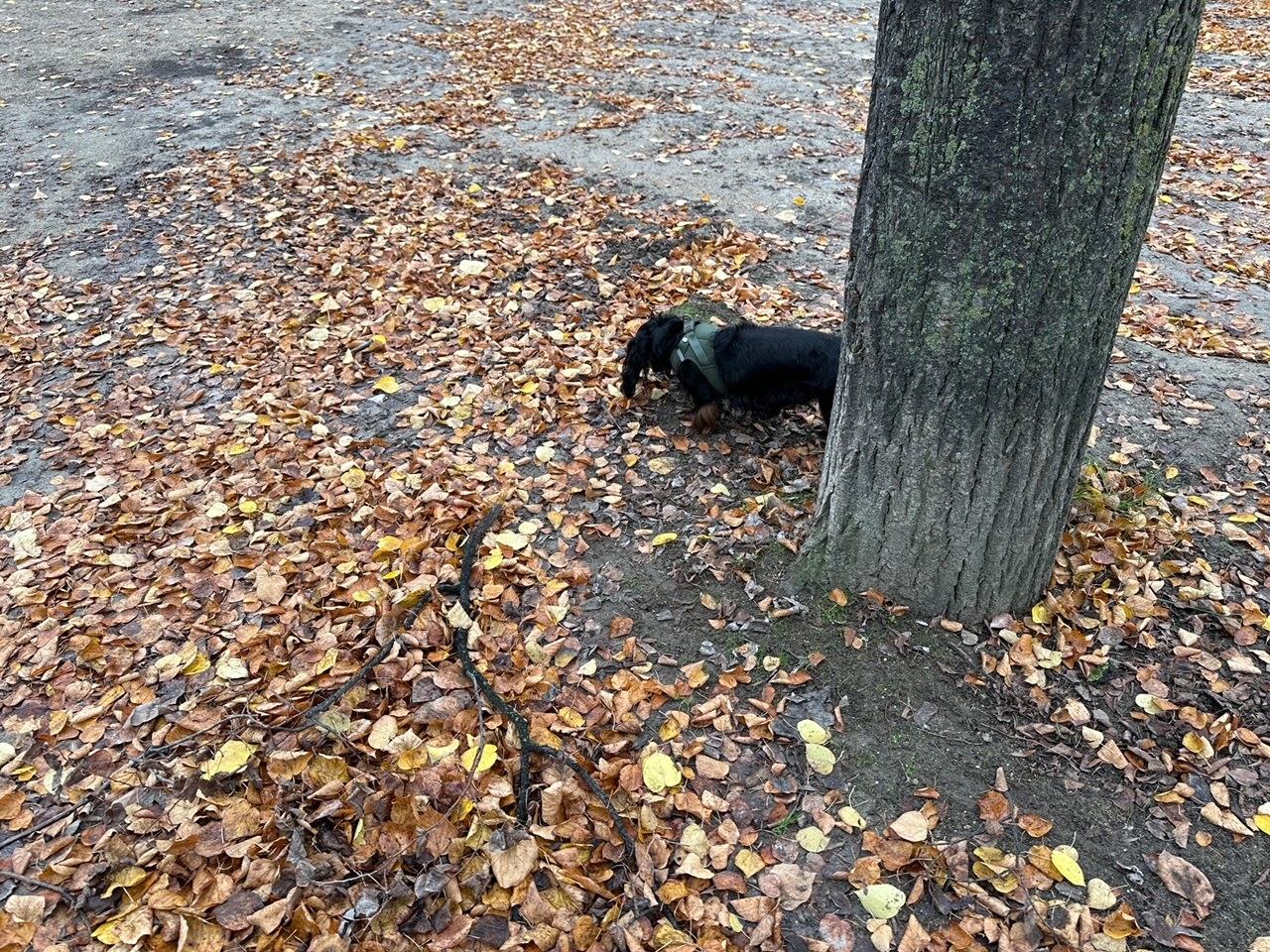 フランスごはん日記「デトックスなスープで、パリの秋をスマートに生きる男と犬」