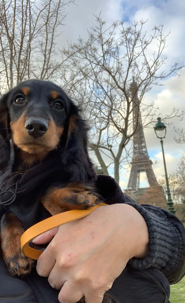 フランスごはん日記「三四郎が我が家にやって来たばかりのころの写真を携帯の中に見つけ、微笑む」