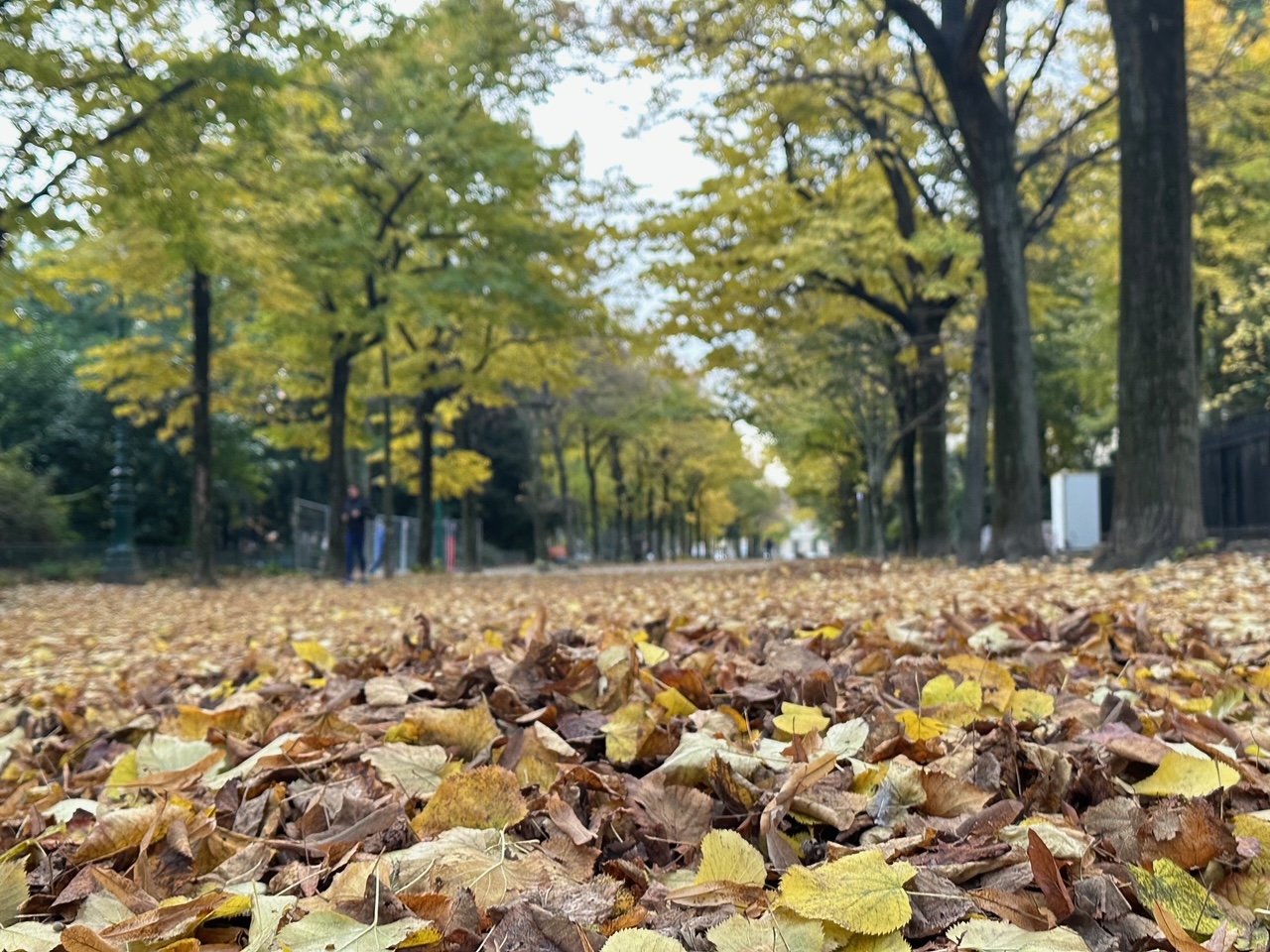 フランスごはん日記「これからの世界はもう小さく生きるしかない。小さく生きる人生の選択」