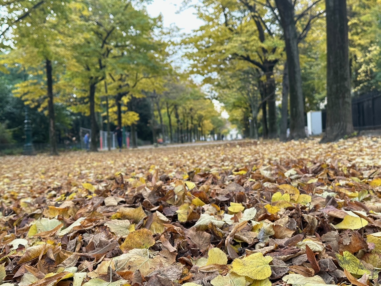 フランスごはん日記「三四郎が毒殺される！？　近所で犬を毒殺する事件が多発中」