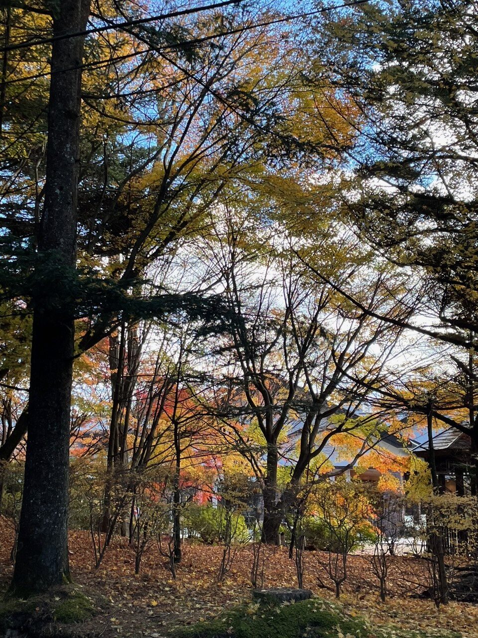 ニッポンごはん日記「紅葉の軽井沢で、藤田嗣治の絵に刺激を受ける」