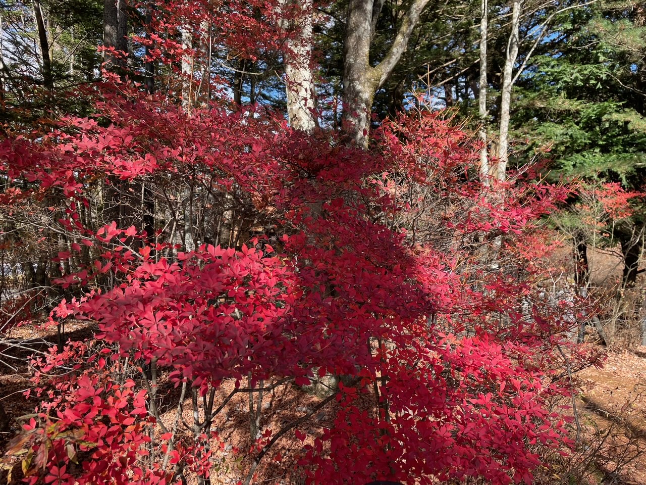 ニッポンごはん日記「紅葉の軽井沢で、藤田嗣治の絵に刺激を受ける」