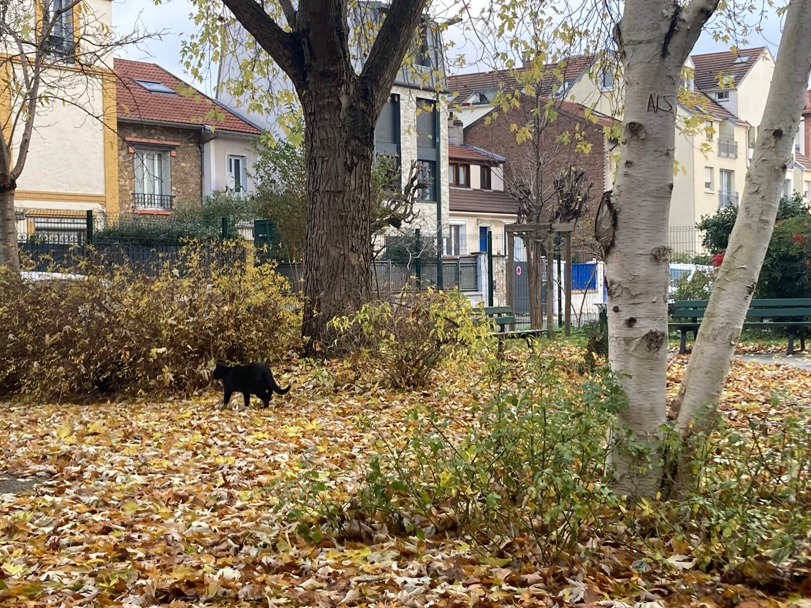 フランスの猫とホリデーシーズン。クリスマスはどうする？