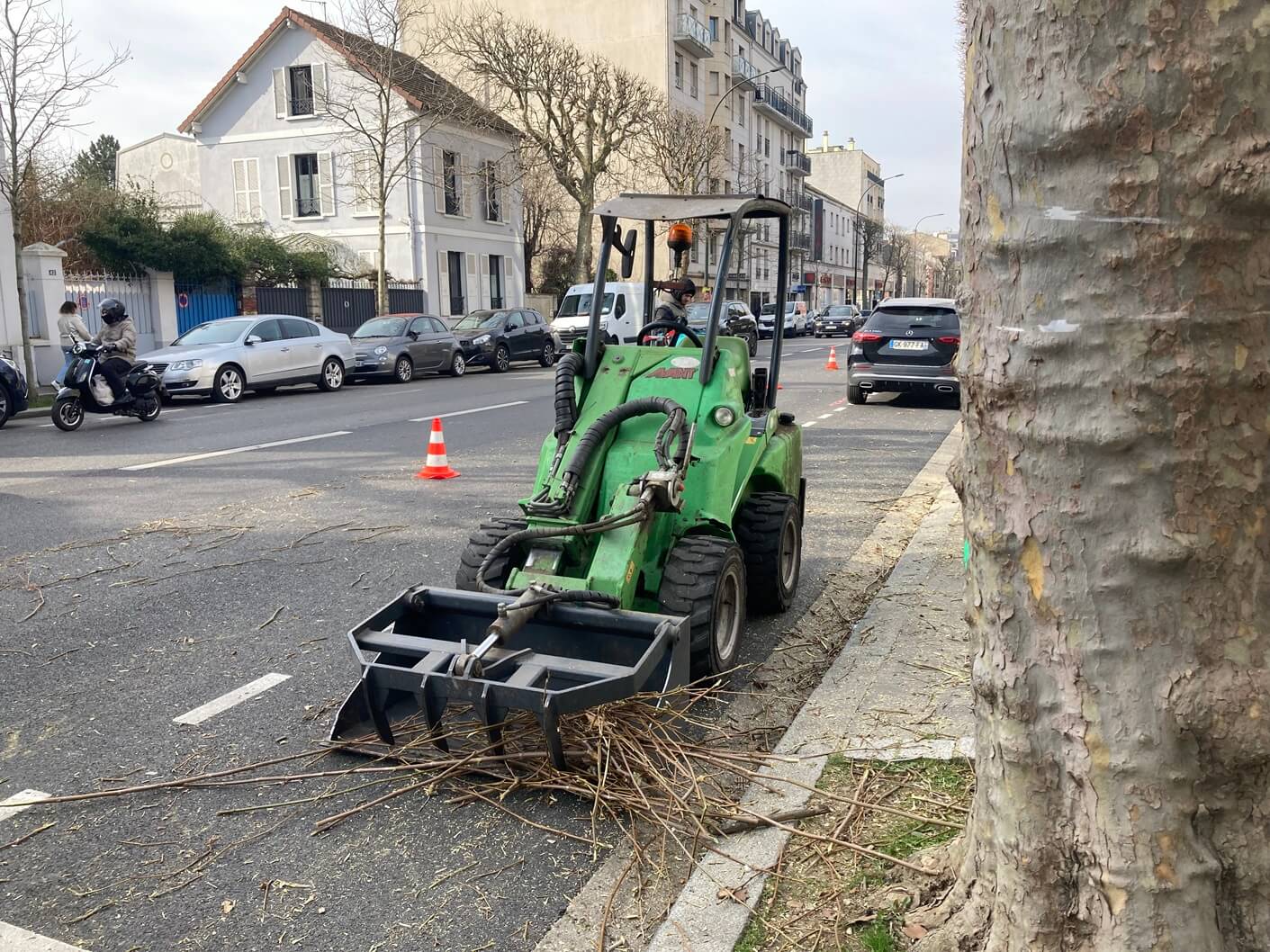 パリ最新情報「フランスの景観に欠かせない『四角い街路樹』。では、なぜ四角に？」