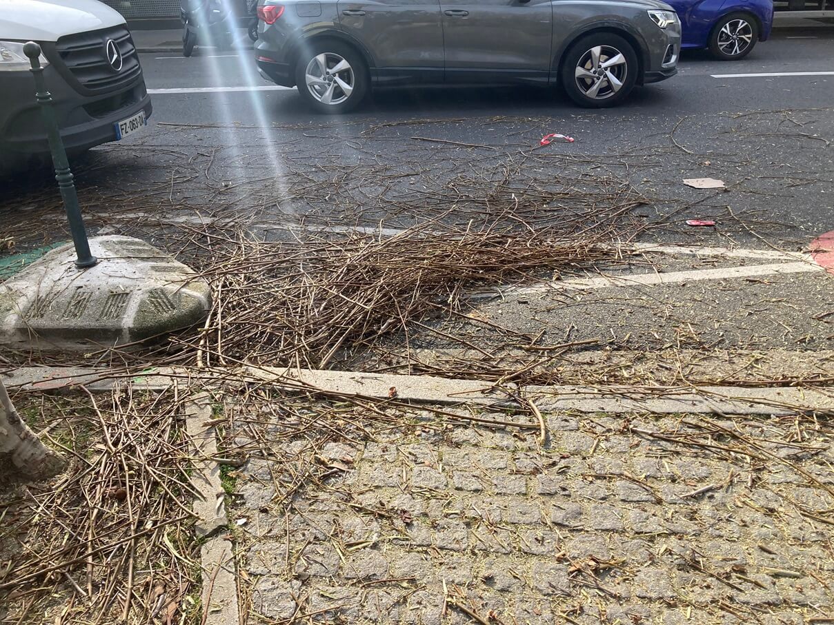 パリ最新情報「フランスの景観に欠かせない『四角い街路樹』。では、なぜ四角に？」