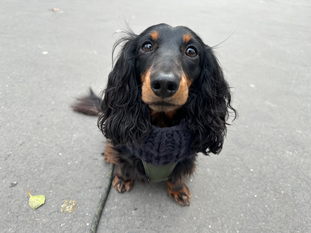 「犬と生きる」さんちゃんの本が発売になりました～。こんな人生が待っていたんだよね！