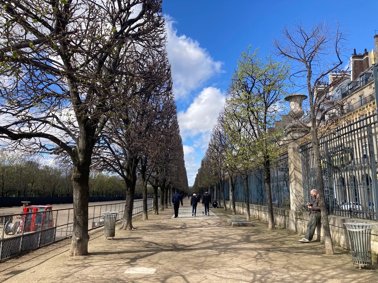 パリ最新情報「フランスの景観に欠かせない『四角い街路樹』。では、なぜ四角に？」